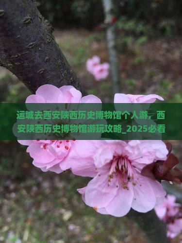 运城去西安陕西历史博物馆个人游
