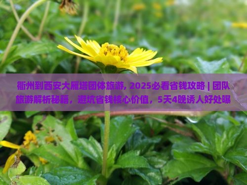衢州到西安大雁塔团体旅游