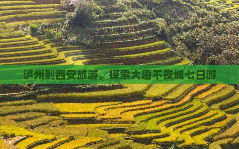 泸州到西安大唐不夜城七日游