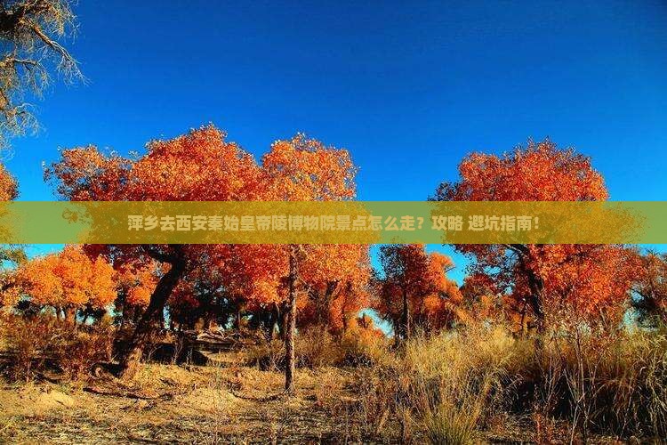萍乡去西安秦始皇帝陵博物院景点