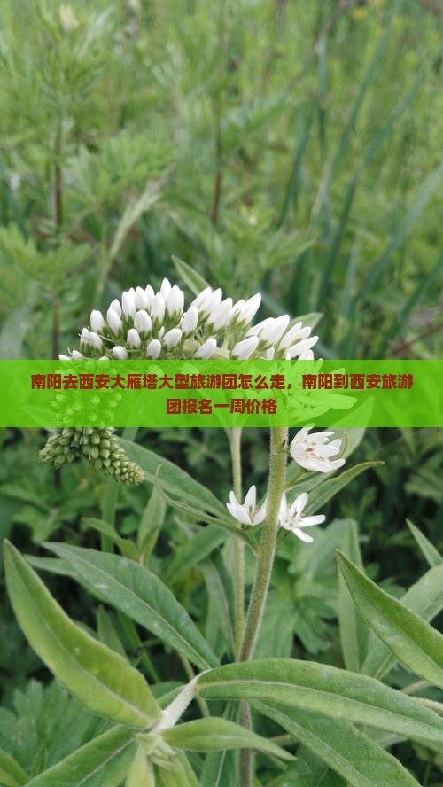 南阳去西安大雁塔大型旅游团