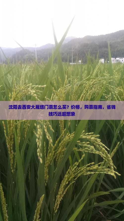 沈阳去西安大雁塔门票