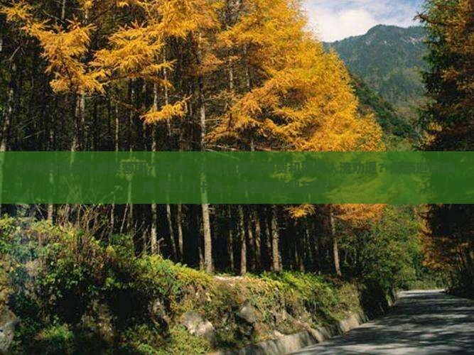 泸州到西安大唐芙蓉园六日游