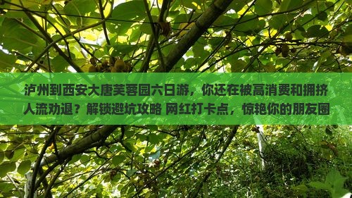 泸州到西安大唐芙蓉园六日游