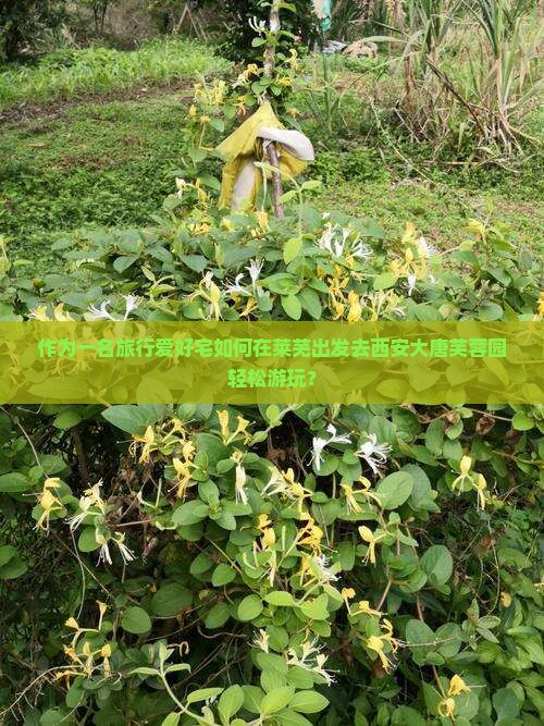 作为一名旅行爱好宅如何在莱芜出发去西安大唐芙蓉园轻松游玩？