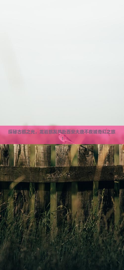 探秘古都之光，龙岩旅友共赴西安大唐不夜城奇幻之旅！