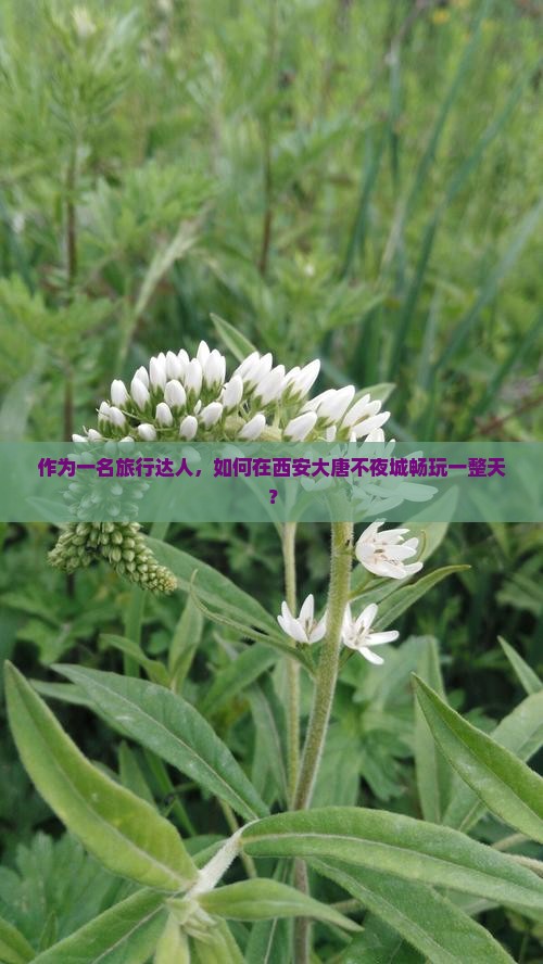 作为一名旅行达人，如何在西安大唐不夜城畅玩一整天？