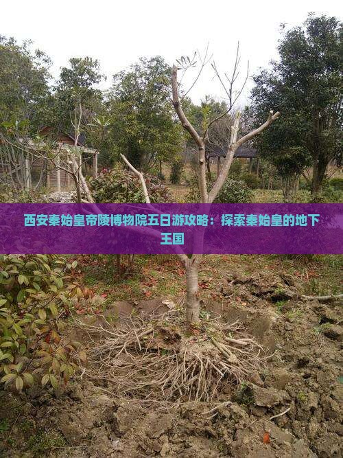 西安秦始皇帝陵博物院五日游攻略：探索秦始皇的地下王国