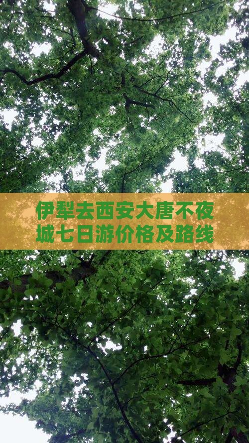 伊犁去西安大唐不夜城七日游价格及路线