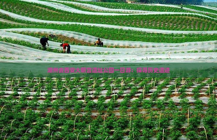 湖州去西安大明宫遗址公园一日游：探寻历史遗迹