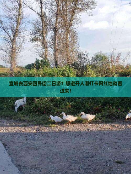 宣城去西安回民街二日游？想避开人潮打卡网红地就看过来！