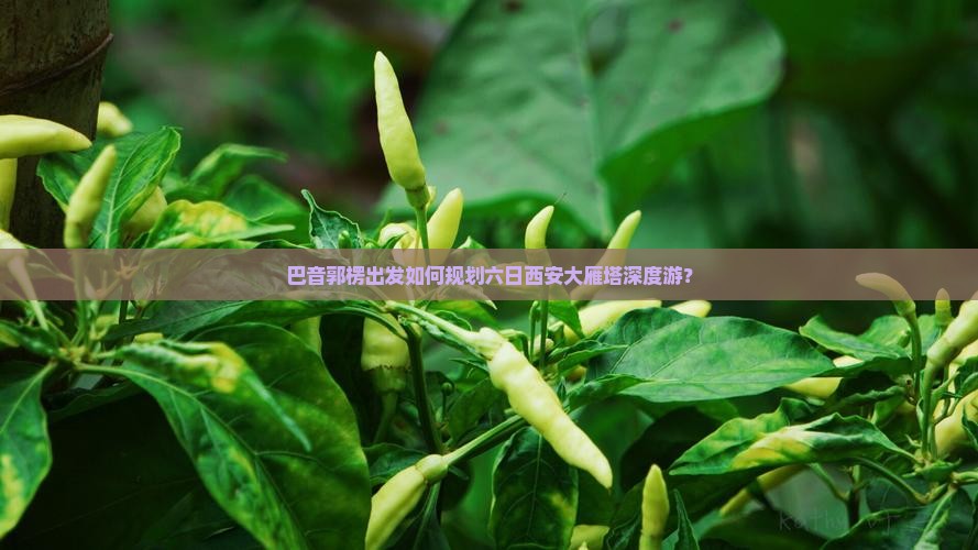 巴音郭楞出发如何规划六日西安大雁塔深度游？