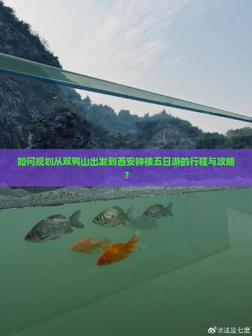 如何规划从双鸭山出发到西安钟楼五日游的行程与攻略？
