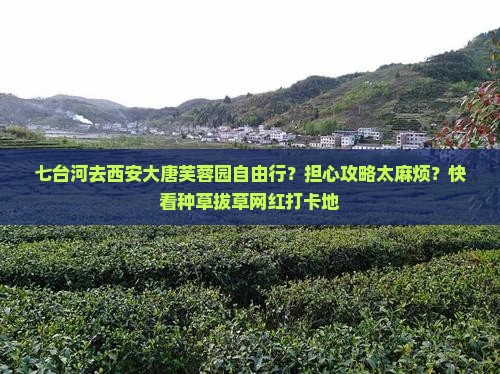 七台河去西安大唐芙蓉园自由行？担心攻略太麻烦？快看种草拔草网红打卡地