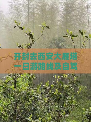 开封去西安大雁塔一日游路线及自驾游攻略