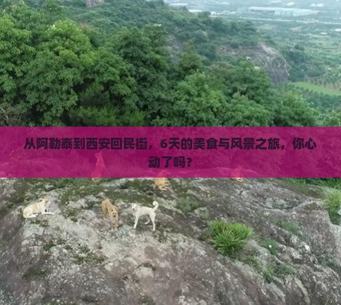 从阿勒泰到西安回民街，6天的美食与风景之旅，你心动了吗？
