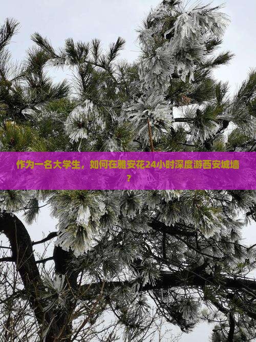 作为一名大学生，如何在雅安花24小时深度游西安城墙？