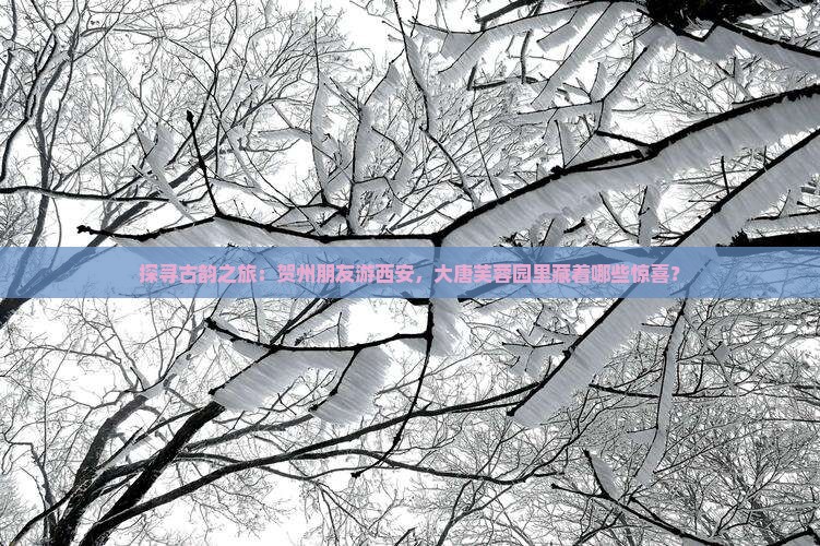 探寻古韵之旅：贺州朋友游西安，大唐芙蓉园里藏着哪些惊喜？