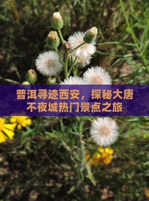 普洱寻迹西安，探秘大唐不夜城热门景点之旅