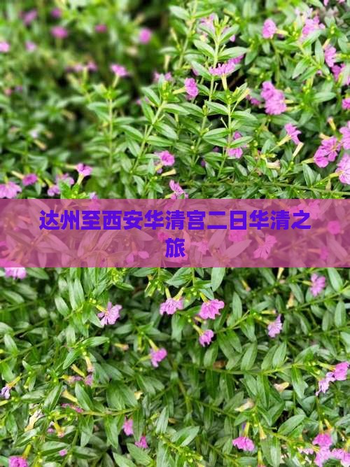 达州至西安华清宫二日华清之旅