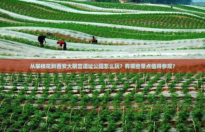 从攀枝花到西安大明宫遗址公园怎么玩？有哪些景点值得参观？