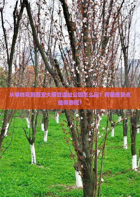 从攀枝花到西安大明宫遗址公园怎么玩？有哪些景点值得参观？