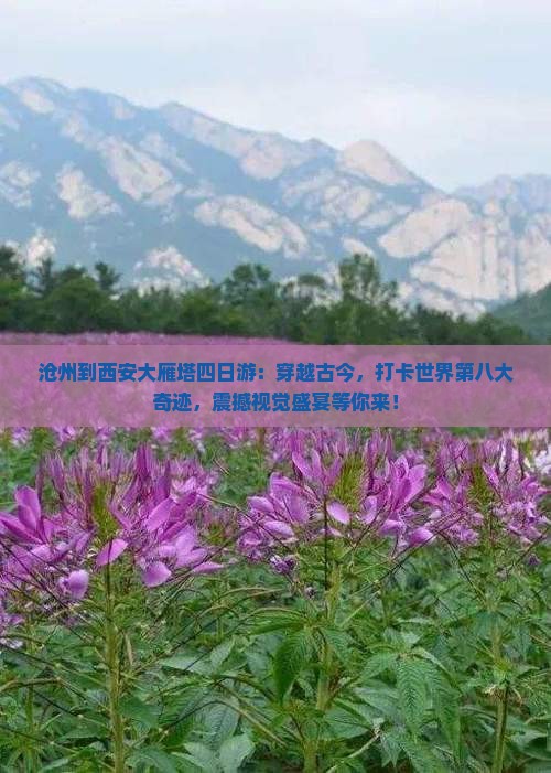 沧州到西安大雁塔四日游