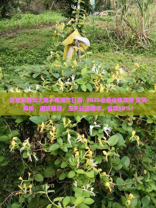 晋城到西安大唐不夜城六日游