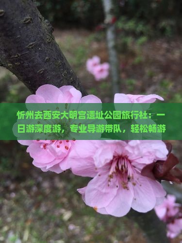 忻州去西安大明宫国家遗址公园旅行社