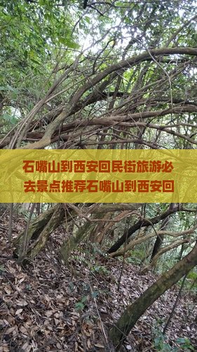 石嘴山到西安回民街旅游