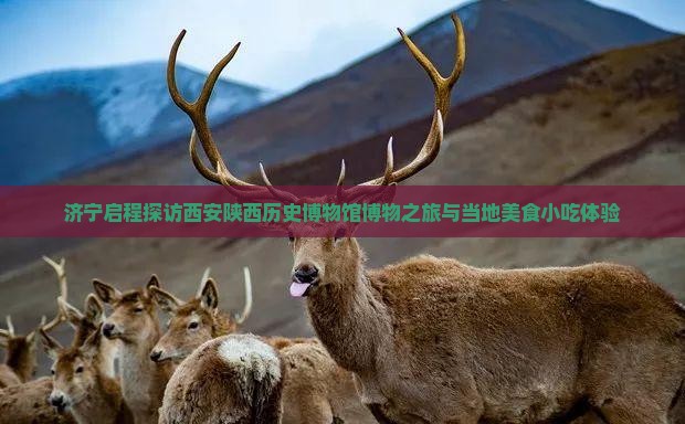 济宁启程探访西安陕西历史博物馆博物之旅与当地美食小吃体验