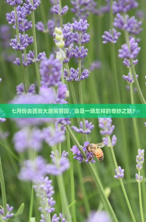 七月份去西安大唐芙蓉园，会是一场怎样的奇妙之旅？