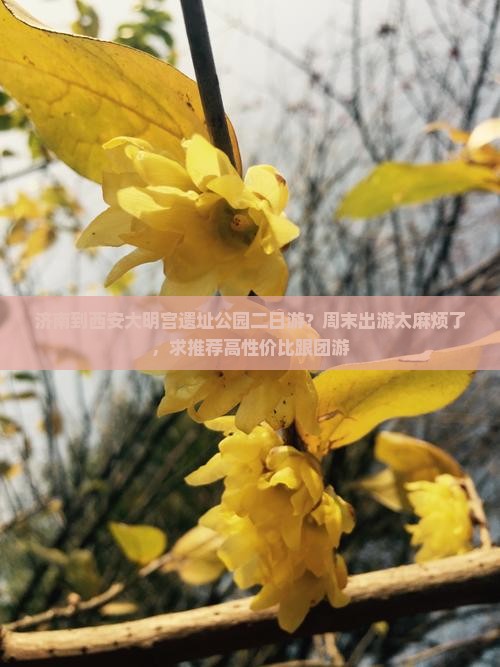 济南到西安大明宫遗址公园二日游？周末出游太麻烦了，求推荐高性价比跟团游