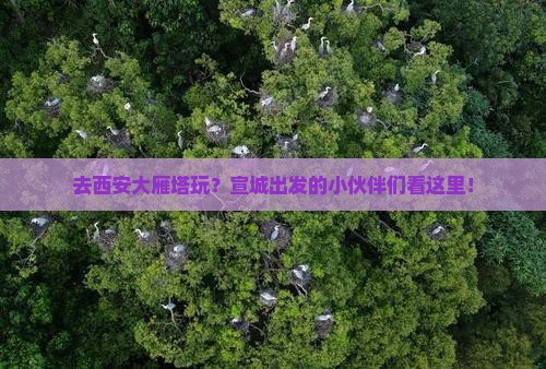 去西安大雁塔玩？宣城出发的小伙伴们看这里！