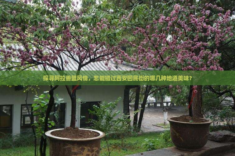 阿拉善盟去西安回民街必去地
