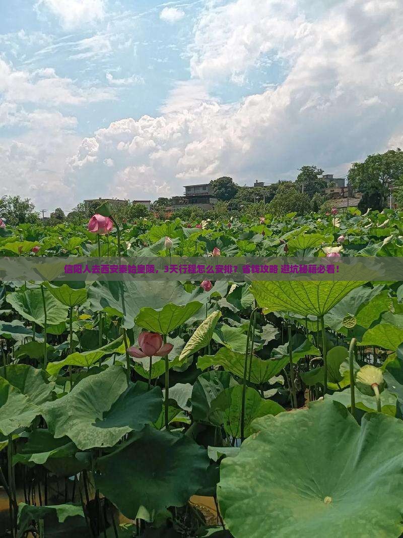 信阳去西安秦始皇帝陵博物院旅行社