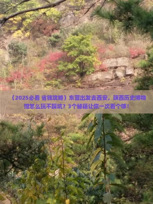 东营去西安陕西历史博物馆旅游