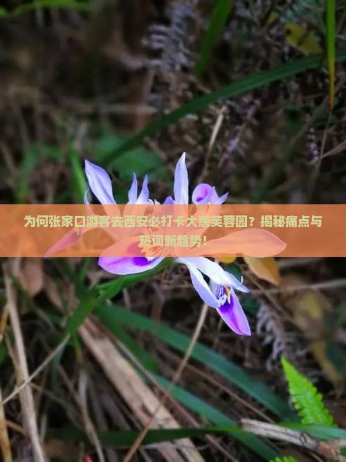 张家口去西安大唐芙蓉园必去地 张家口去西安大唐芙蓉园必去地
