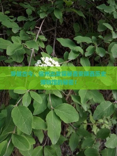 宿州去西安陕西历史博物馆必去地