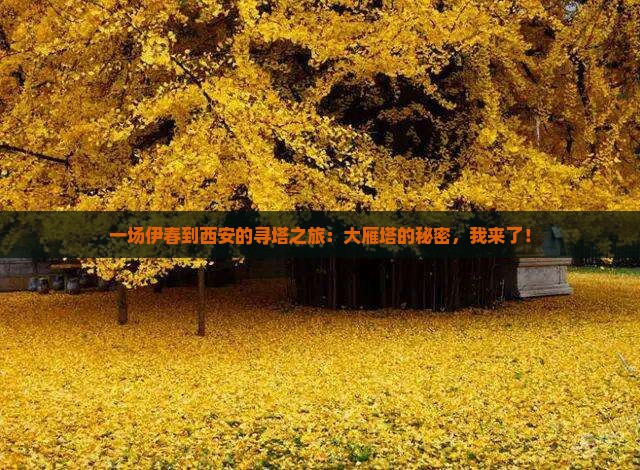 伊春去西安大雁塔旅游