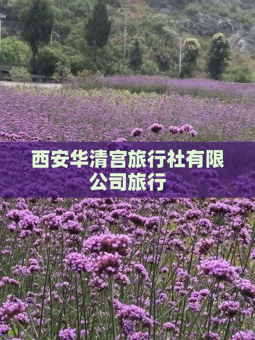 朝阳去西安华清宫旅行社