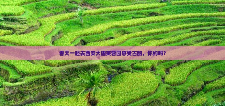 春天去西安大唐芙蓉园团体旅游