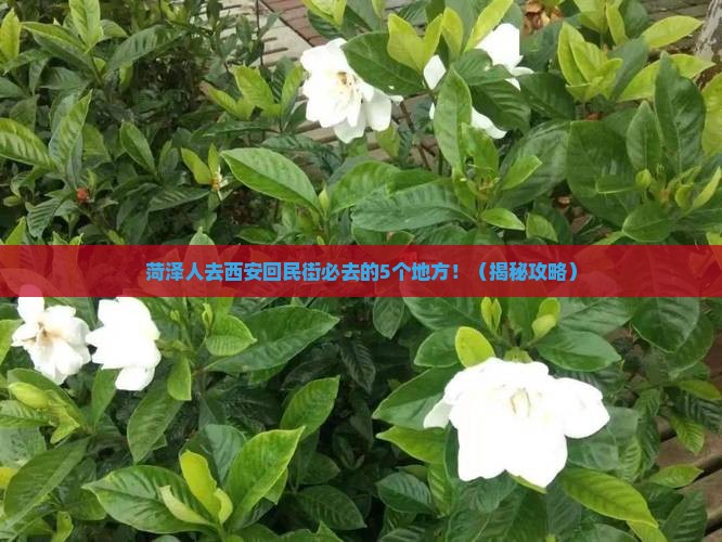 菏泽去西安回民街必去地