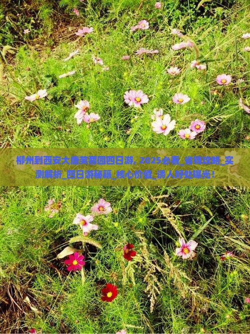 柳州到西安大唐芙蓉园四日游