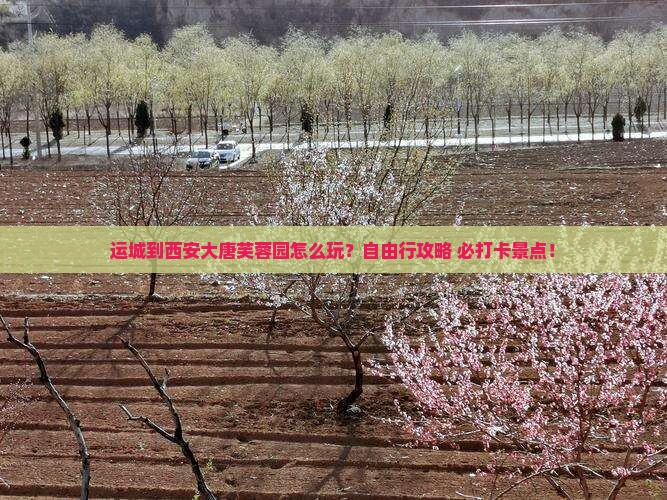 运城到西安大唐芙蓉园个人游