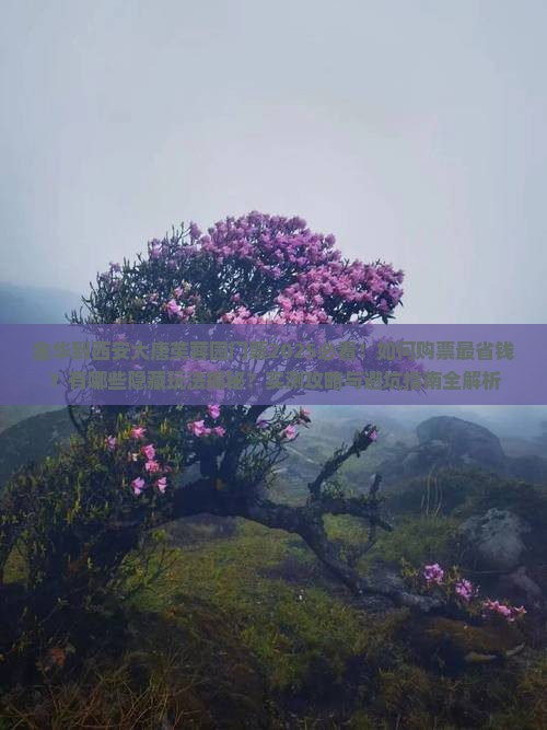 金华到西安大唐芙蓉园门票
