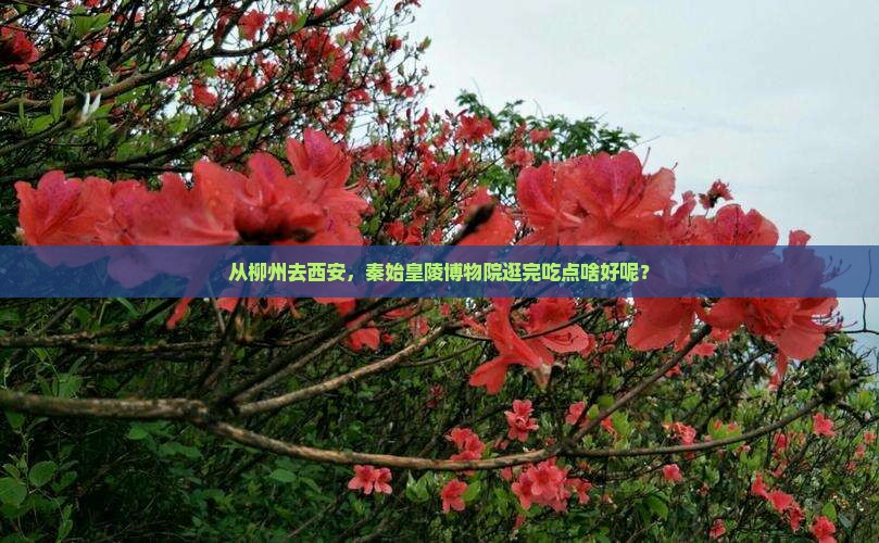 柳州到西安秦始皇帝陵博物院旅游小吃