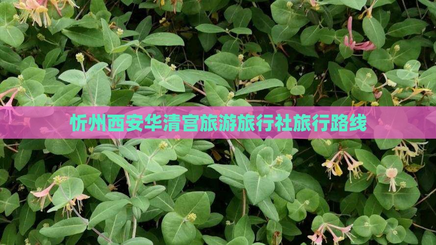 忻州到西安华清宫旅行社