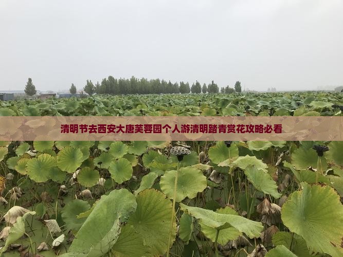 清明节去西安大唐芙蓉园个人游