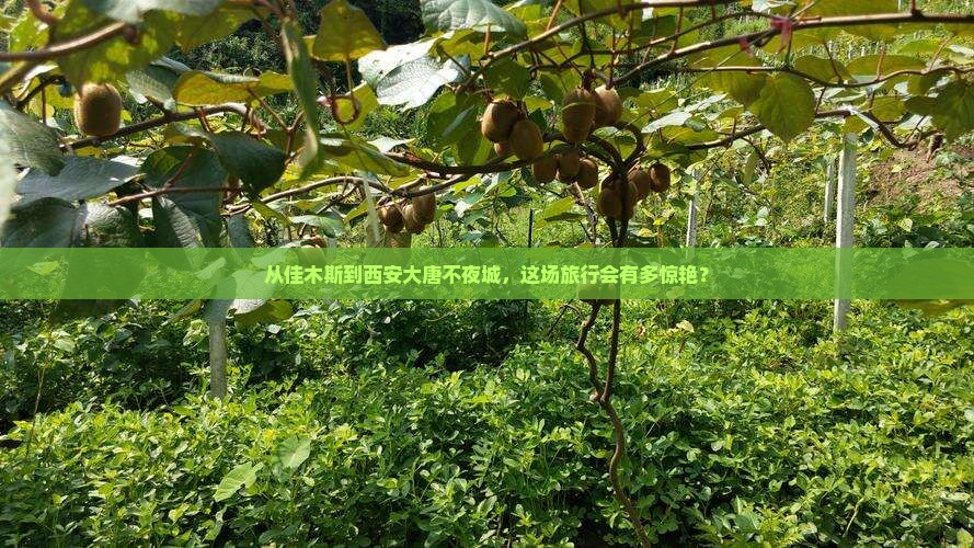 佳木斯到西安大唐不夜城旅游